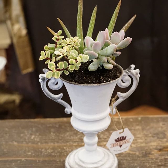 piante in vaso